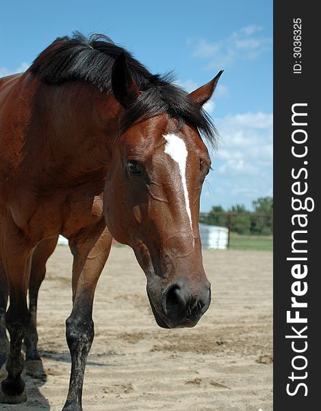 Bay thoroughbred,OTTB, walking slowly to cool down. Bay thoroughbred,OTTB, walking slowly to cool down.