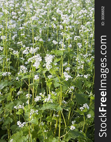 A field of Japanese Soba flowers, used to produce the famous Japanese noodles. A field of Japanese Soba flowers, used to produce the famous Japanese noodles.