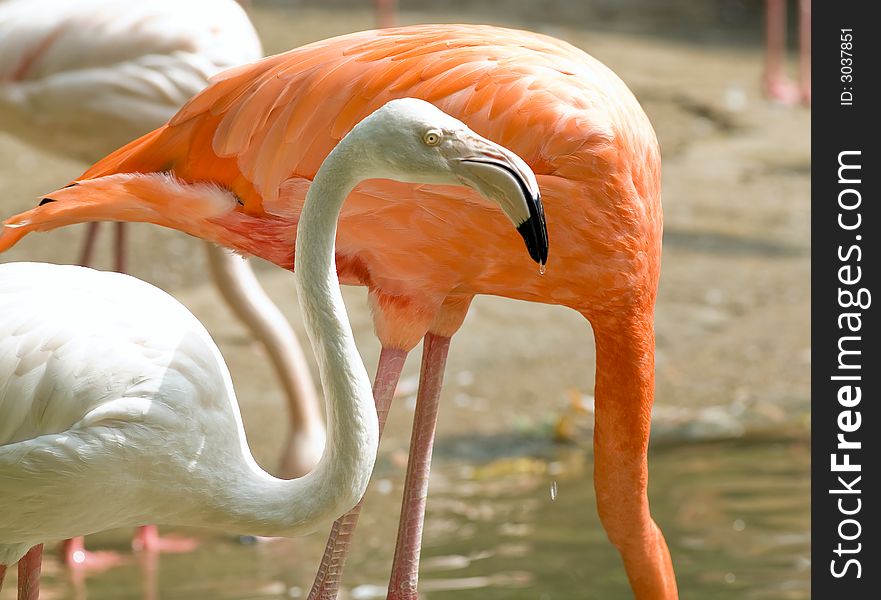 Colorfull Chilean Flamingos