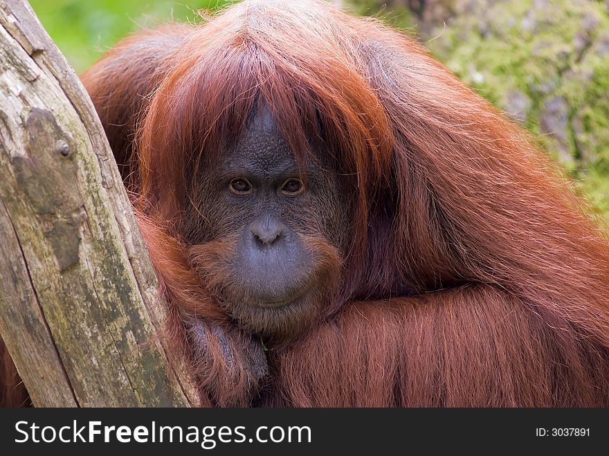 Sumatran Orangutan face close-up