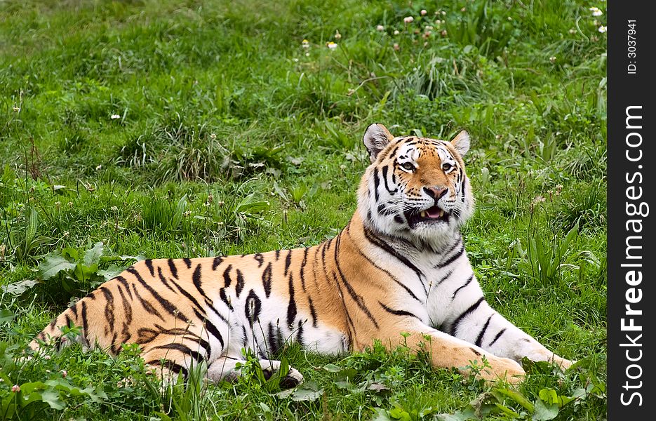 Sumatran Tiger in the sun