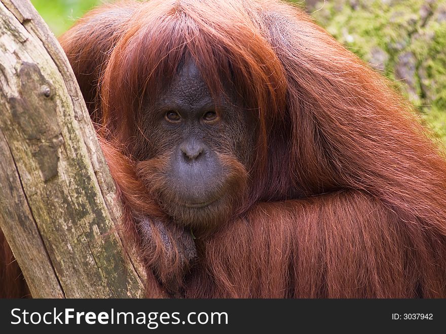 Sumatran Orangutan face close-up