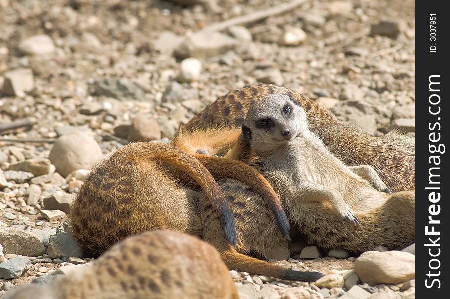 Meerkat  on lookout close-up. Meerkat  on lookout close-up