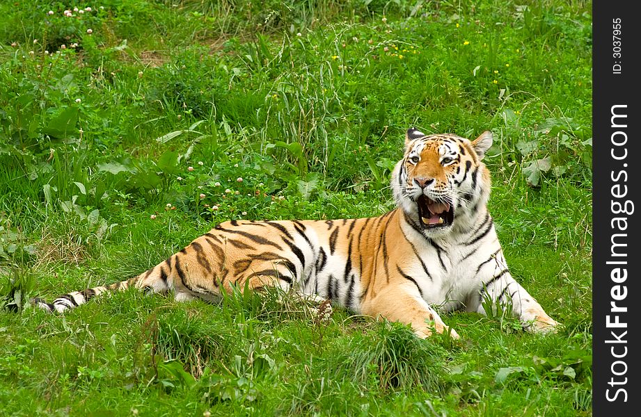 Sumatran Tiger in the sun