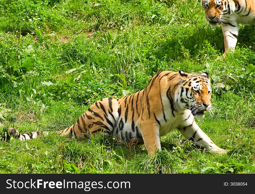 Sumatran Tiger in the sun