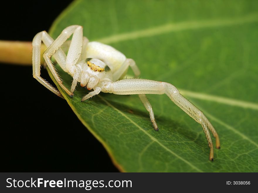 The white spider who has stretched leg on a leaf. The white spider who has stretched leg on a leaf