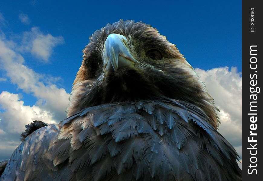 Eagle falcon outdoor blue sky