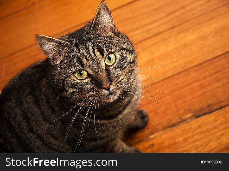 Cat sitting on wooden floor. Cat sitting on wooden floor