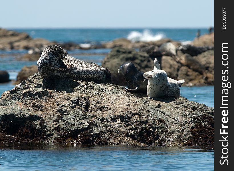 A white harbor seal appears to know the answer. A white harbor seal appears to know the answer.