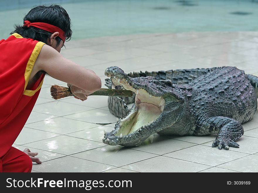 A zoo keeper in Thailand teases a crocodile with a stick. A zoo keeper in Thailand teases a crocodile with a stick