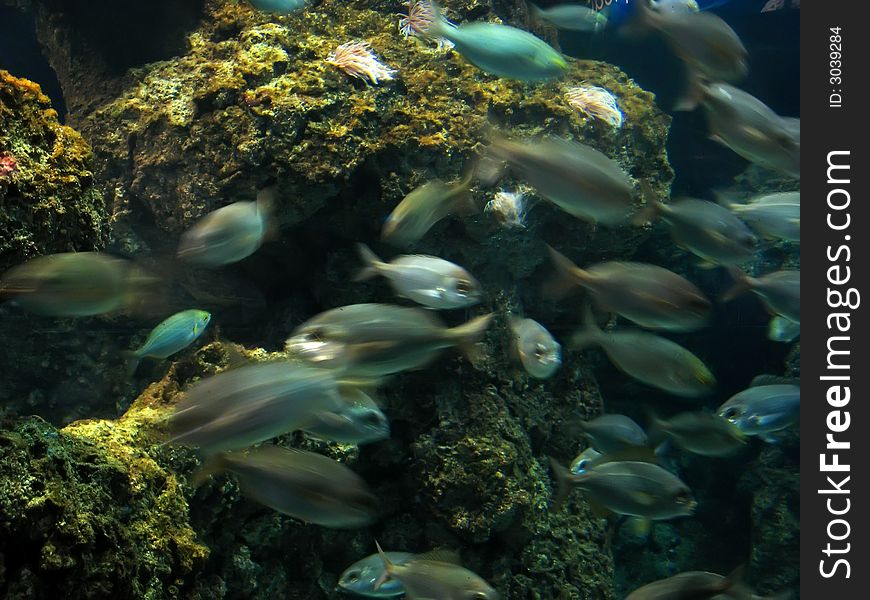 Underwater aquatic life with swimming  fishes. Underwater aquatic life with swimming  fishes