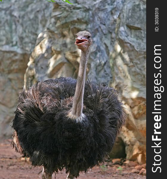 Ostriches are the largest living species of any bird