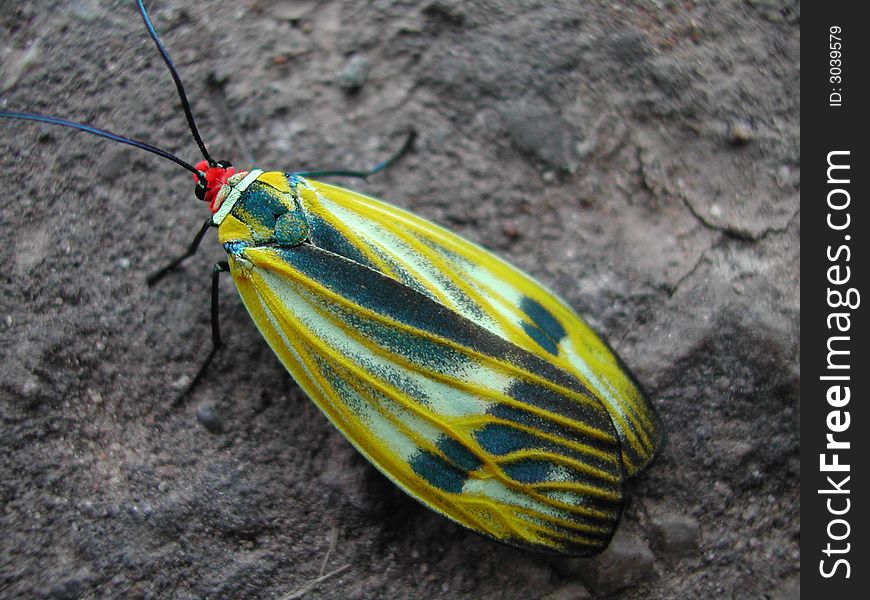 Yellow and Green Bug over rock