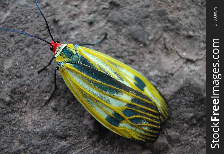 Green Bug Over Rock