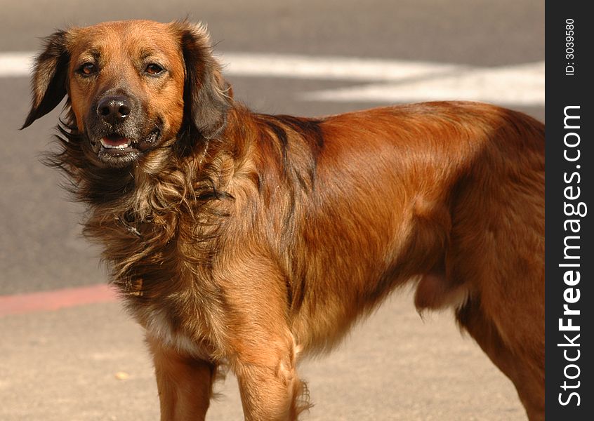 Golden retriever cute dog standing at beach. Golden retriever cute dog standing at beach