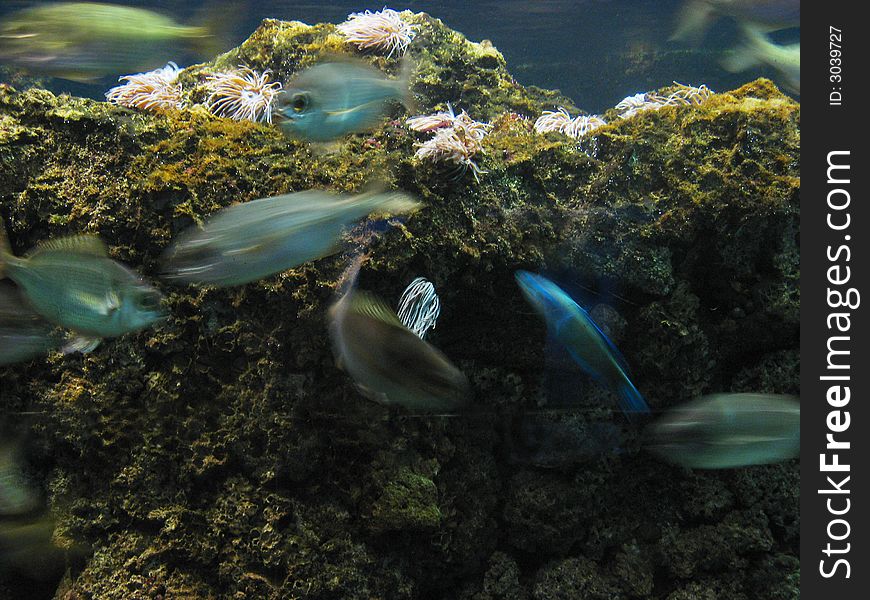 Underwater aquatic life with fishes. Underwater aquatic life with fishes