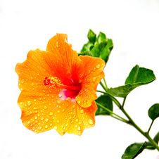 Hibiscus Flowers. Royalty Free Stock Photos Hibiscus Flowers. Royalty Free Stock Photos