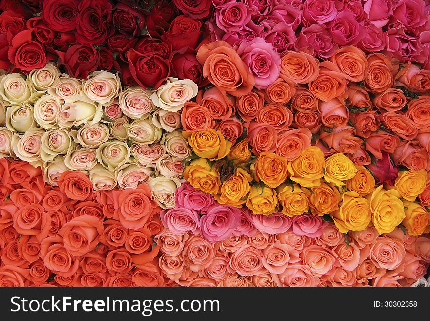 Bouquet of flowers on red, pink, and cream colors. Bouquet of flowers on red, pink, and cream colors