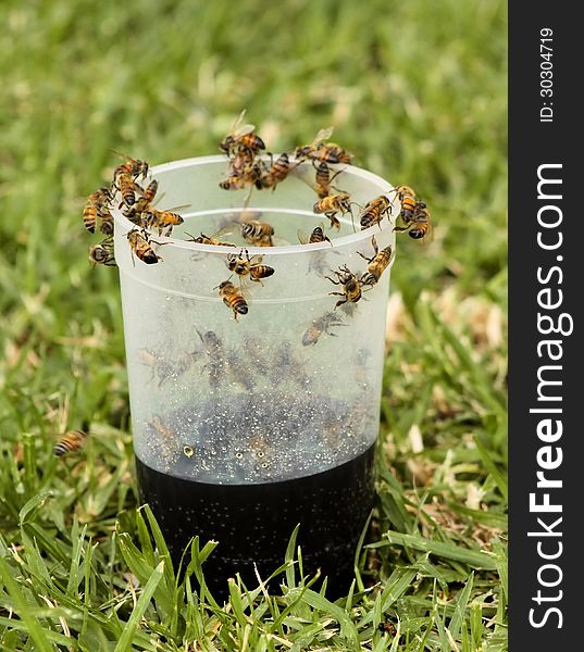 African Honey Bee On Plastic Glass