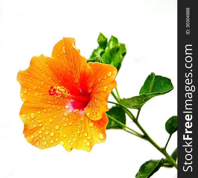 Colorful hibiscus flowers after rain. Colorful hibiscus flowers after rain.