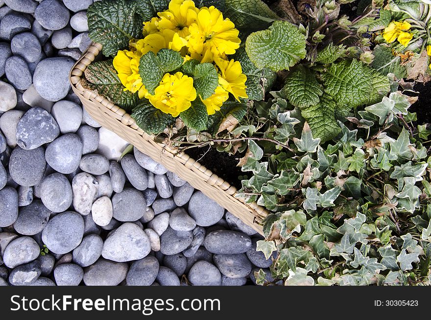 Botany - Floral arrangement