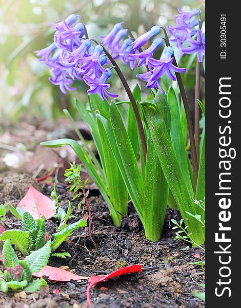 Purple hyacinths in the garden