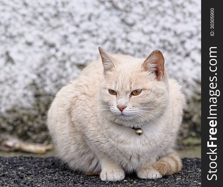 Cat in the garden of my house