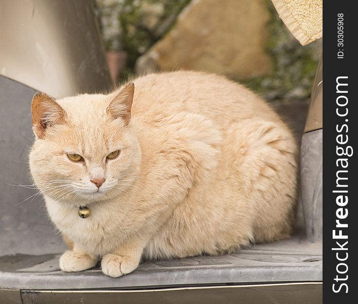 Cat in the garden of my house