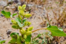One Green Bur On A Blur Soil Background. Heat Season Stock Photography One Green Bur On A Blur Soil Background. Heat Season Stock Photography