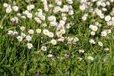 White Daisy Stock Photography