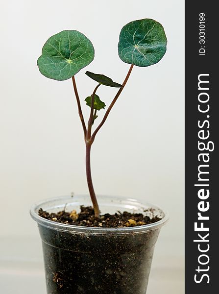 Nasturtium Seedling