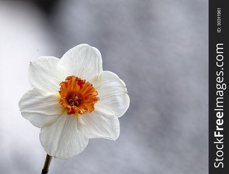 White Narcissum