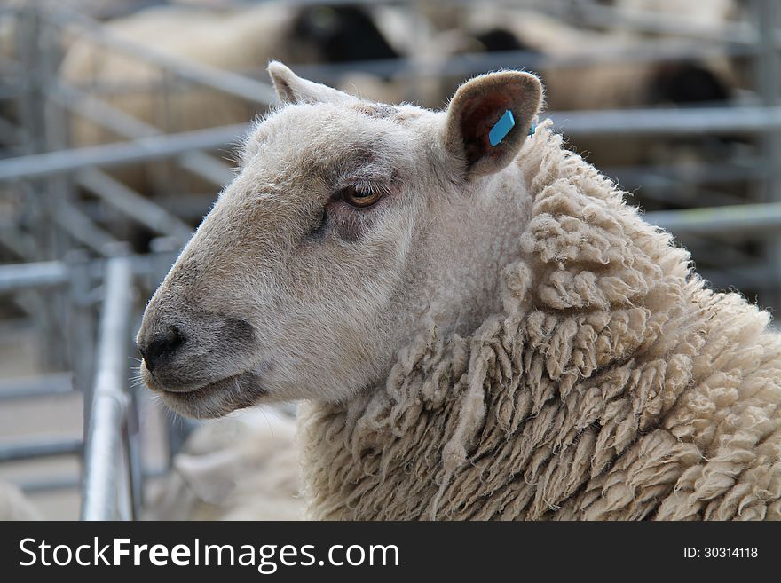Wool Sheep.