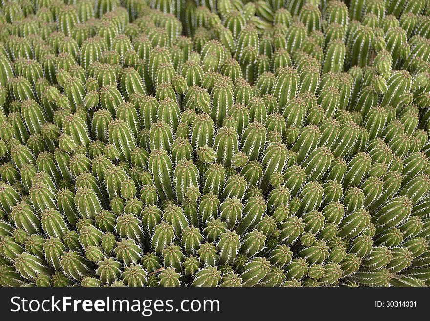 Beautiful bouquet of cactus growing out of the desert sand