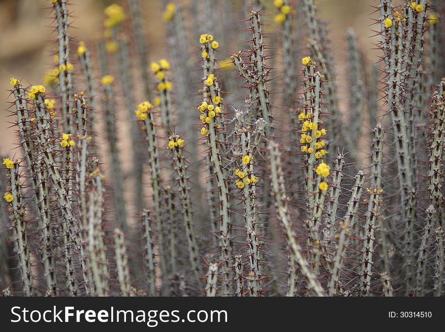 Beautiful blooming bouquet cactus growing out of the desert sand