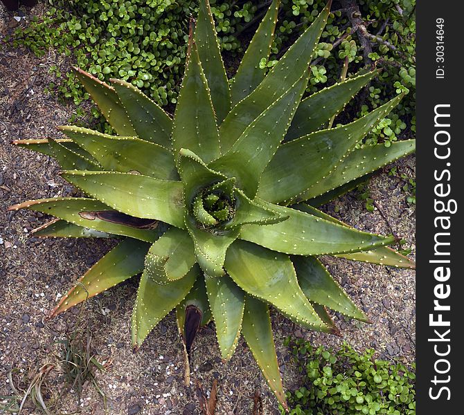 Beautiful cactus form a star on the ground