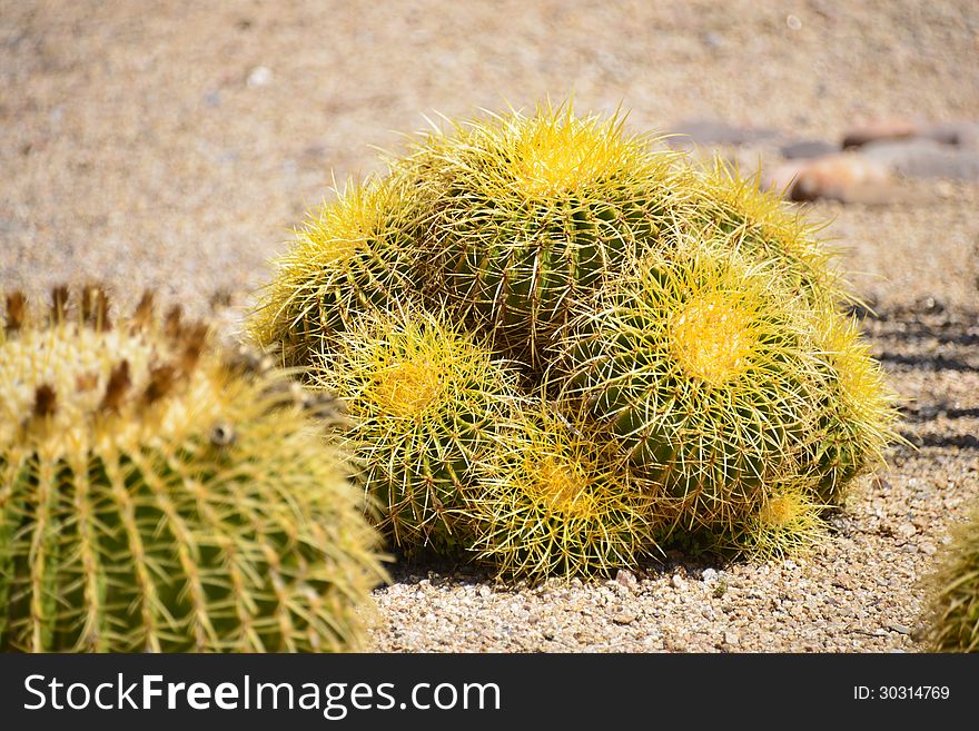 A group of barrel cactus forms a sharp ball