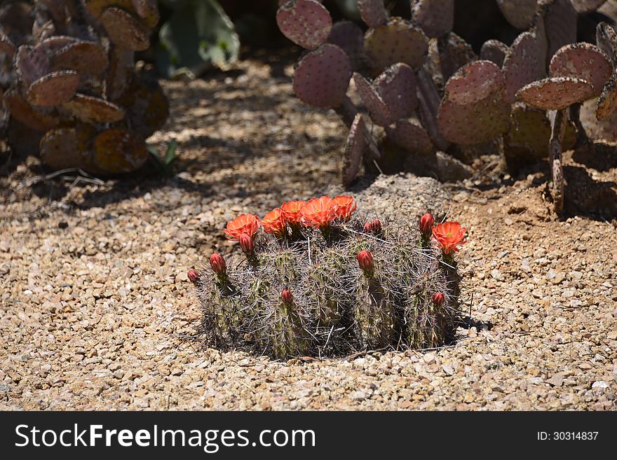 Beautiful blooming bouquet cactus growing out of the desert sand. Beautiful blooming bouquet cactus growing out of the desert sand