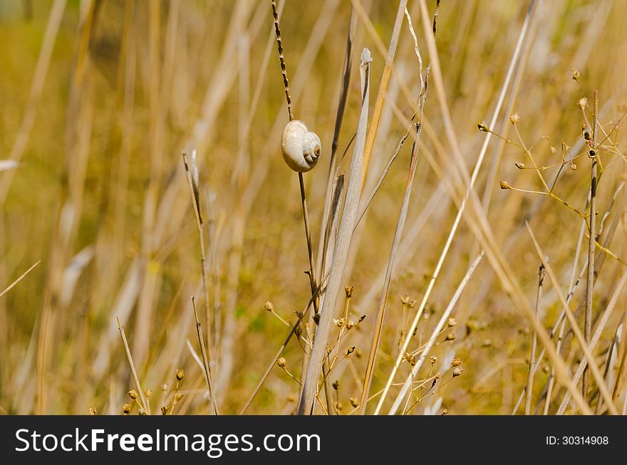 One small snail holding on plant stem. Nature drought background