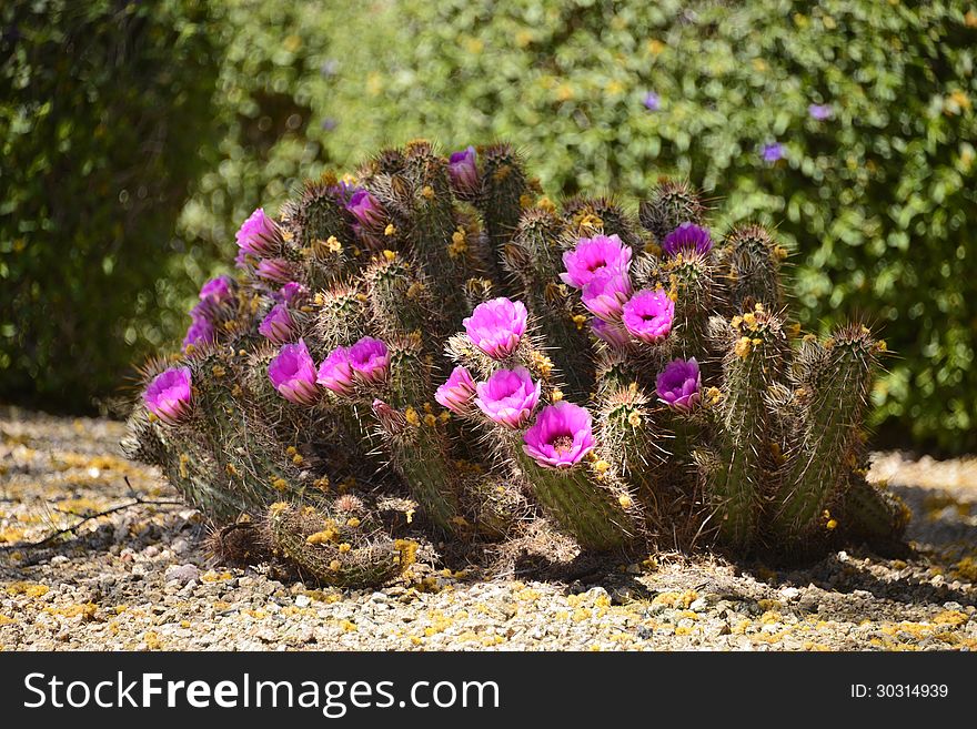 Beautiful blooming bouquet cactus growing out of the desert sand. Beautiful blooming bouquet cactus growing out of the desert sand