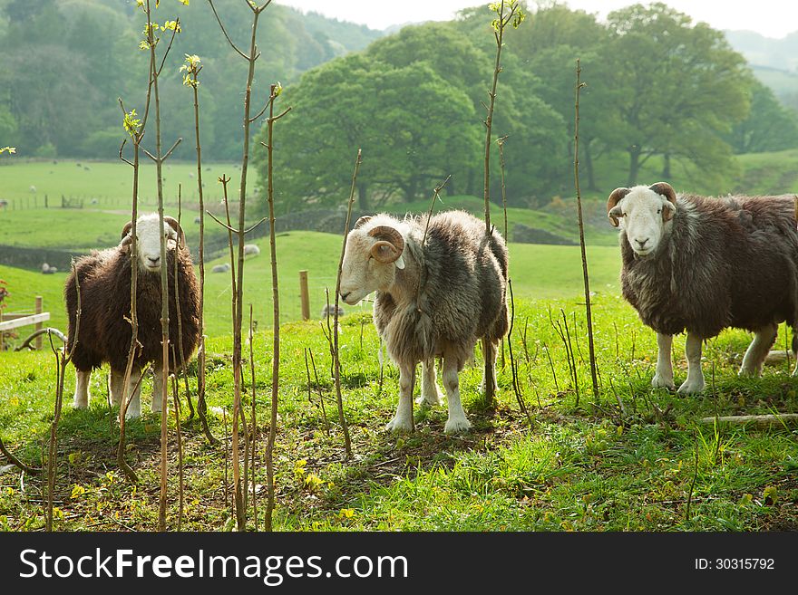 Sheeps in green field.