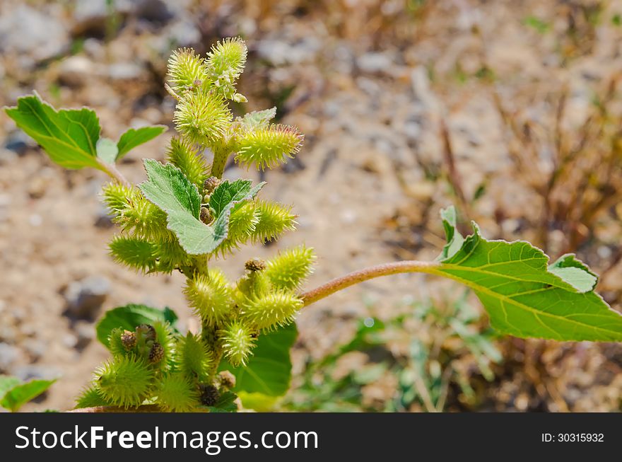 One Green Bur On A Blur Soil Background. Heat Season