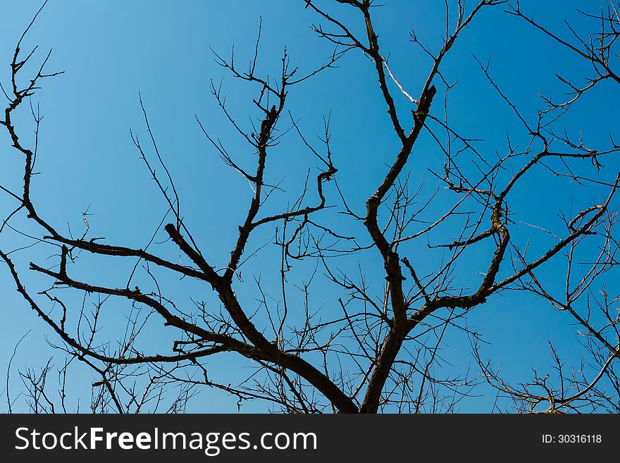 Silhouette of dried trees on cloudless blue sky background. Concept of lifetime. Silhouette of dried trees on cloudless blue sky background. Concept of lifetime