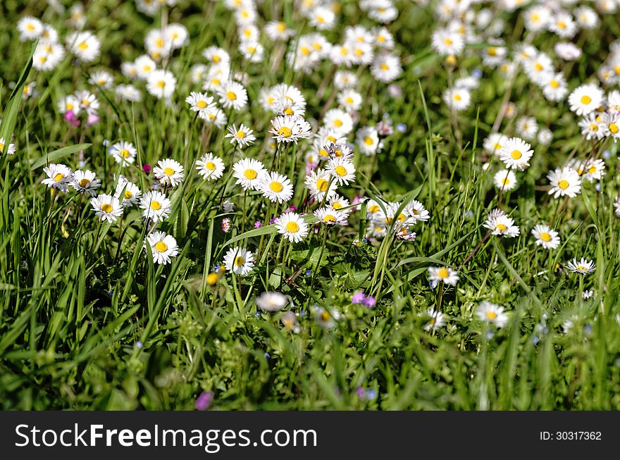 White daisy in a fields