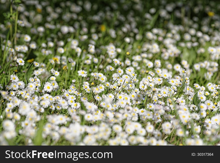 White daisy in a field