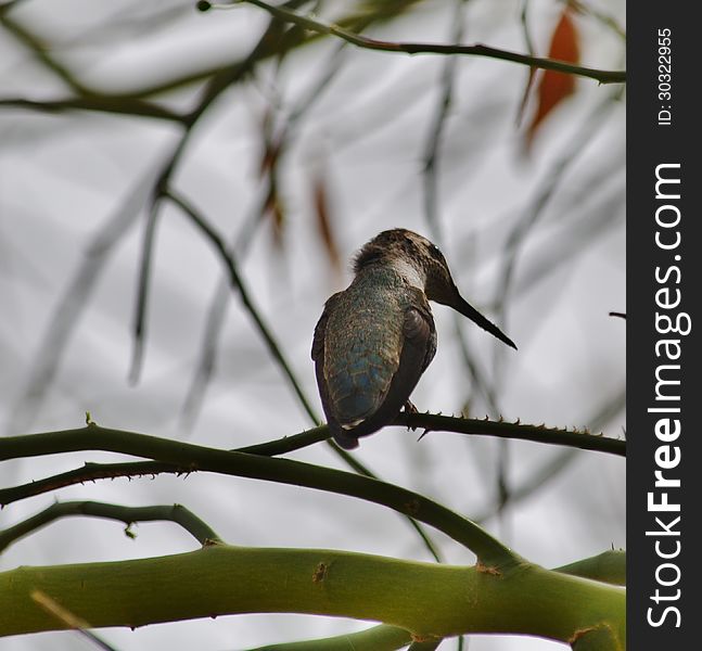 An adult green hummingbird perched on a tree limb. An adult green hummingbird perched on a tree limb.