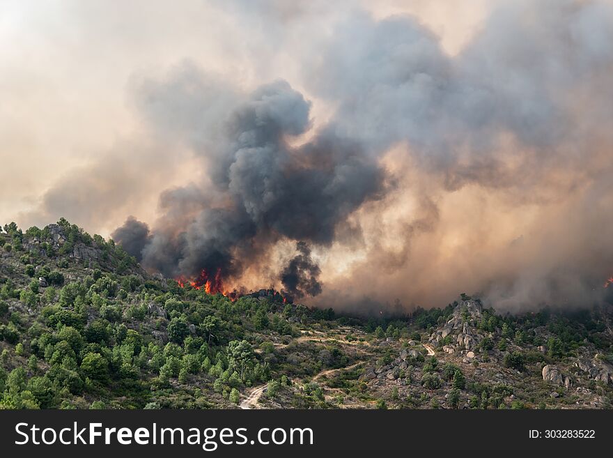 Large forest fire with large flames burning the mountain leaving a huge cloud of smoke in the air