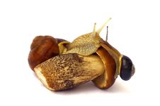 Snails On Mushroom Royalty Free Stock Images