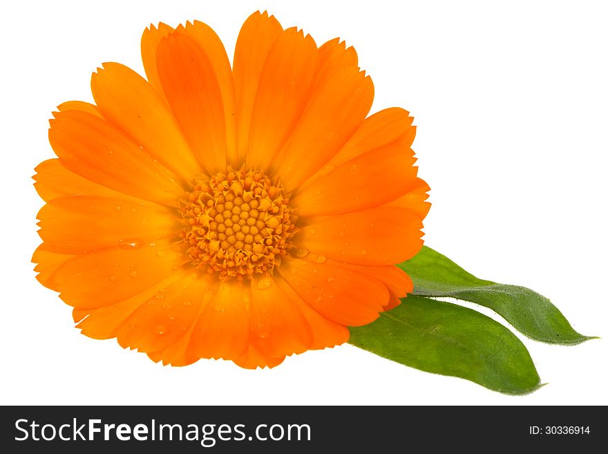 Flower of calendula