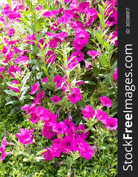 Petunias flowers in natural background